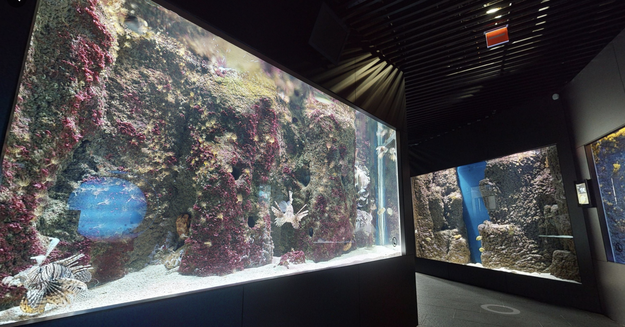 Visite virtuelle aquarium